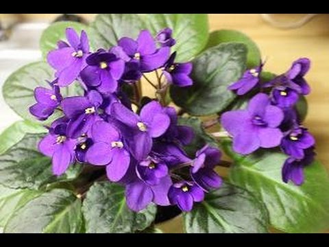 how to fertilize african violets