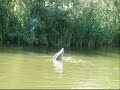 STAWEK W?DKARSKI W SZCZECINIE.wmv