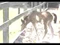 Alamo, el potrillo de Moria jugando