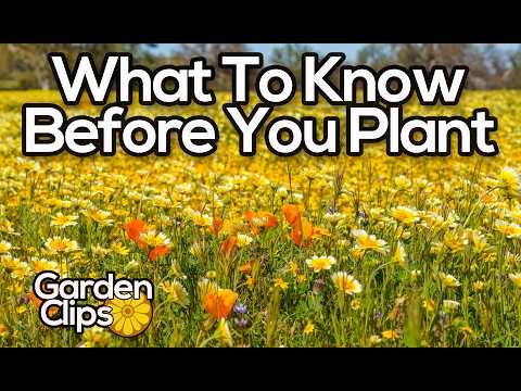 how to plant wildflowers