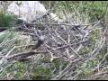 Reforestació Aigualcoll