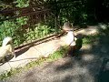 Balade au Mont-Royal avec les chiens Balade au Mont-Royal avec les chiens