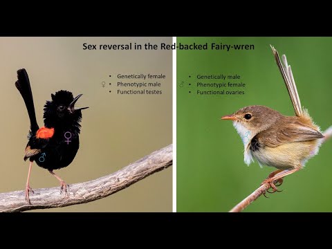 <p>How sex determination and sex skews can make or break a bird population</p>
 video thumbnail