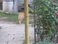 Orange alien - cat Garfield in my garden
