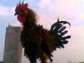 ayam ketawa dangdut bulu walik by iman ketawa jakarta-barat 087881191595 pin BB 2138A78D