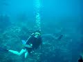 Close Shark Encounter + Fright + Girly Underwater Scream