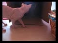 Sphynx - Mumi, Muty a krabice