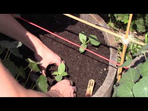 how to fertilize squash