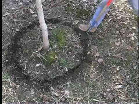 how to uproot a small tree and replant