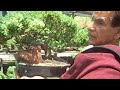 Bonsai For Sale