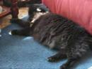 The Cat Dance The Cat Dance