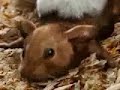 mouse click