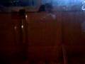 videos de jerbos