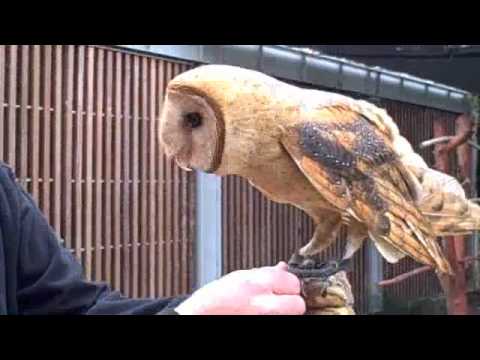 how to train owls