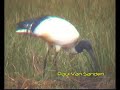 Sacred Ibis (Threskiornis aethiopicus) Sacred Ibis (Threskiornis aethiopicus)