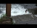 Salmon in Attu
