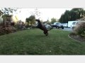 KonaPupDog