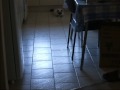 Eddy (cat, ragdoll) playing with laser Eddy (cat, ragdoll) playing with laser