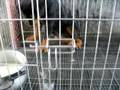 Bogart's basic training 4