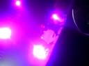 the pigen detectives live at glasgow. the pigen detectives live at glasgow.