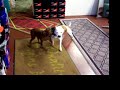 Smiffy and Macey run rings round each other