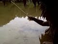 Catching silver-dollar sized fish on the Rio Chambira to use for catching larger piranhas.