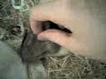 Cute pet rat loves to cuddle