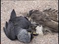 You will be surprised!  Sparrowhawk vs The Jackdaw
