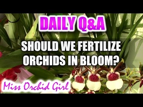 how to fertilize during flowering