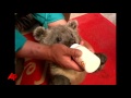 Raw Video: Orphan Bear Cubs Play With Tiger Cub ...