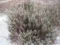 Nevadita en Colmenar Viejo