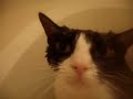 kaichou take a bath (cat take a bath)