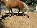 Chance walking after injury 1