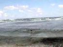 Josh Flat Coated Retreiver Loves the Surf