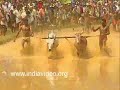 Bull Race : Maramadi, Kerala, India