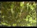 video La Tigra