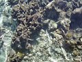 Baby Black Tip In The Reef