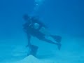 Stella Maris Shark Dive - Pass 2 Stella Maris Shark Dive - Pass 2