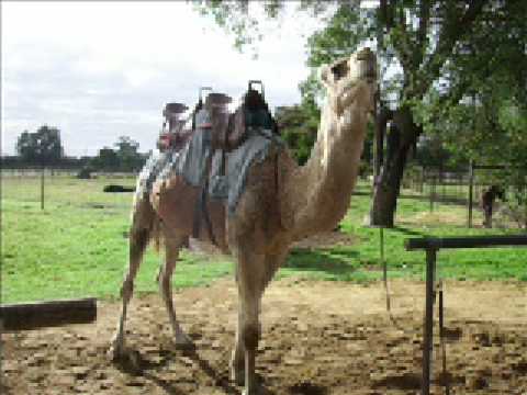 AHS Perth Trip 2006 (3rd edition)