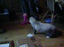 My cats like birds