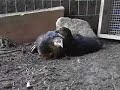 Baby Chicks Baby Chicks