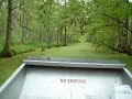 Airboat ride through Louisiana Swamp 1
