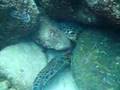 Turtle Hiding