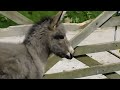 Click here to watch this video The Flicka Foundation Donkeys