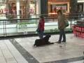 4 Paws For Ability Autism Assistance Dogs