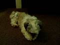 videos de Porkie eating her vegetable