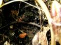 videos de hypoponera