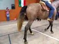 Caballo Soberbio en la ENEG