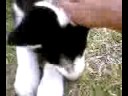 Siberian Husky 2