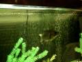 videos de Pet Australian Bass being fed.